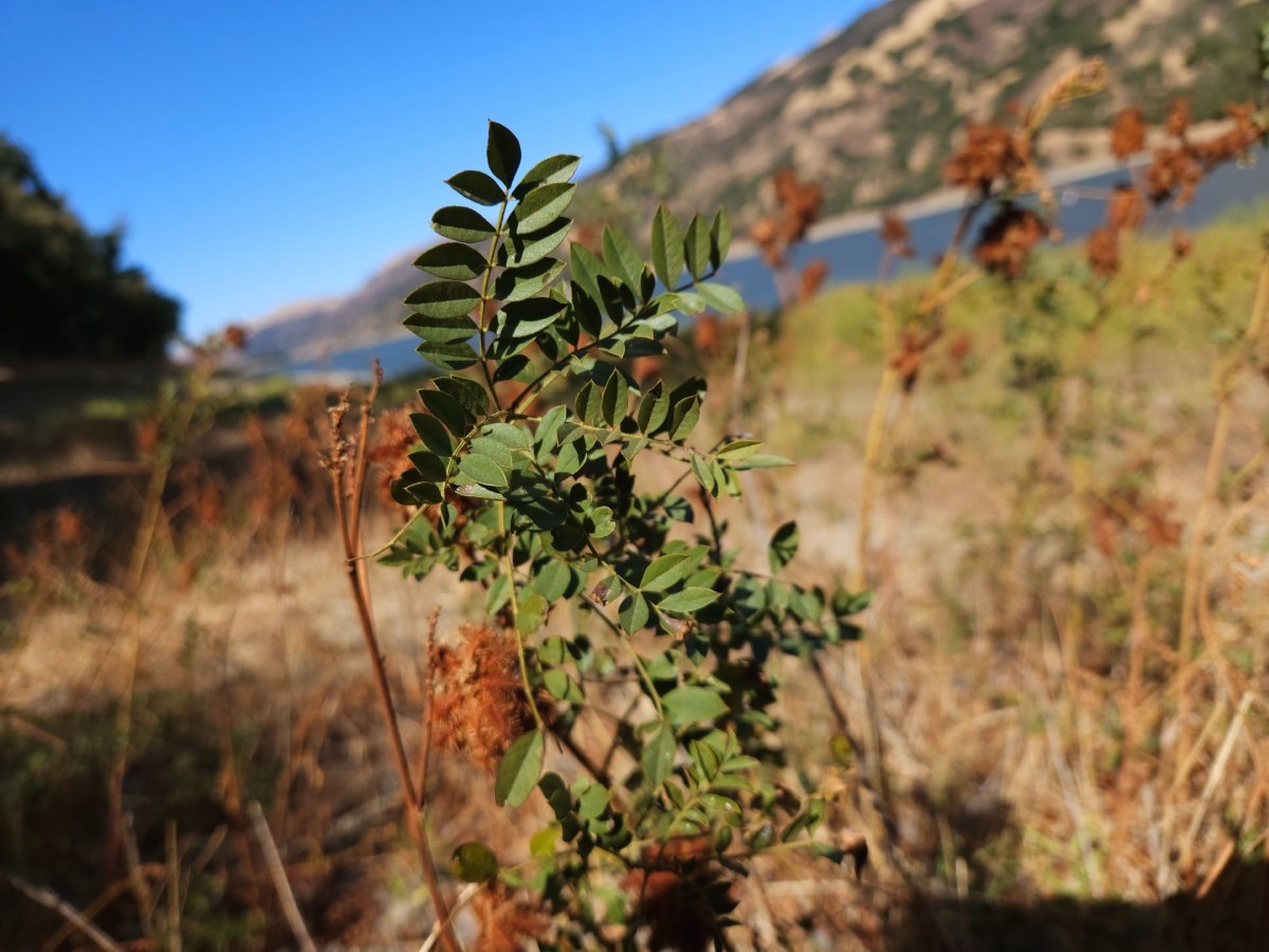 Glycyrrhiza lepidota