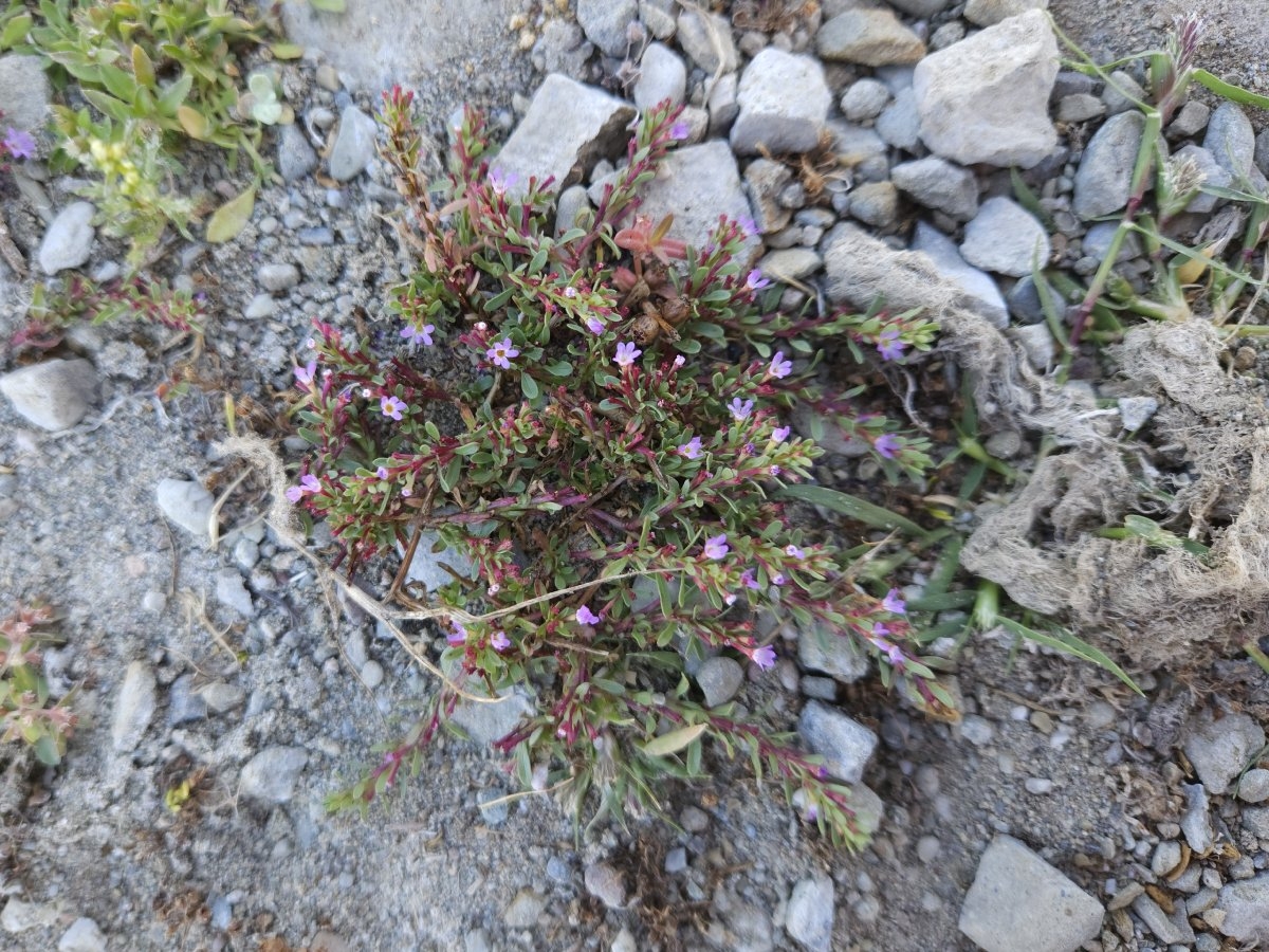 Lythrum tribracteatum