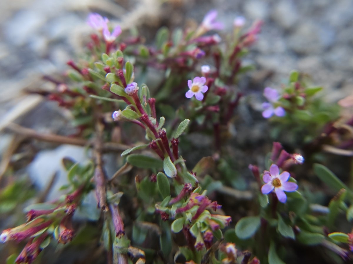 Lythrum tribracteatum