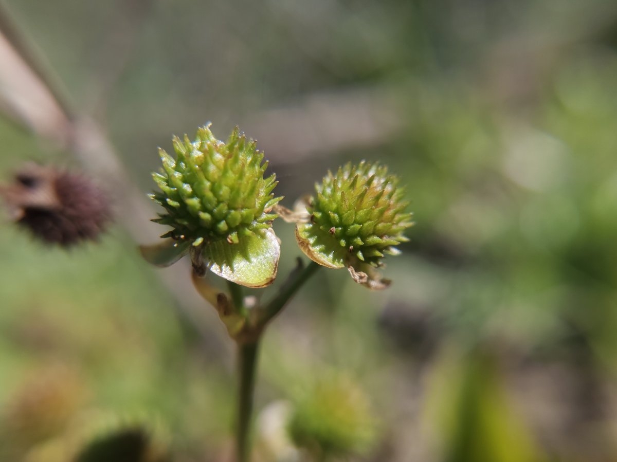 Echinodorus berteroi