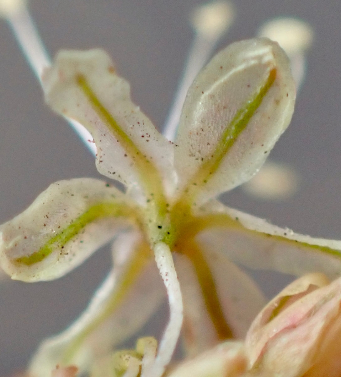 Eriogonum roseum