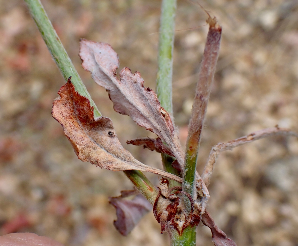 Eriogonum roseum