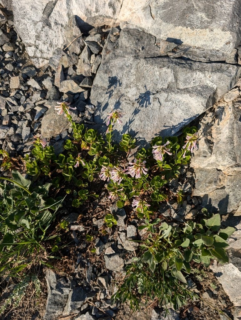 Penstemon tracyi