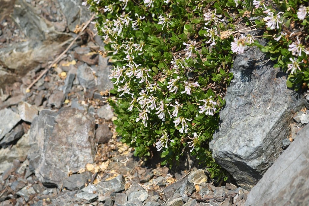 Penstemon tracyi