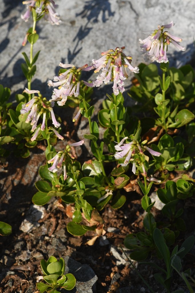 Penstemon tracyi