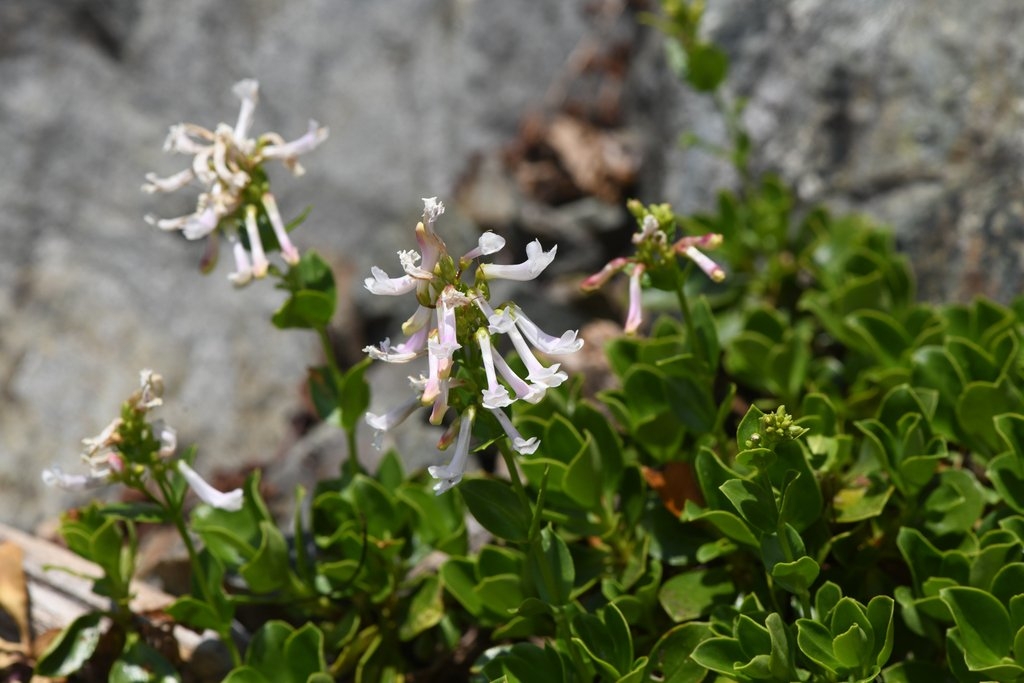 Penstemon tracyi