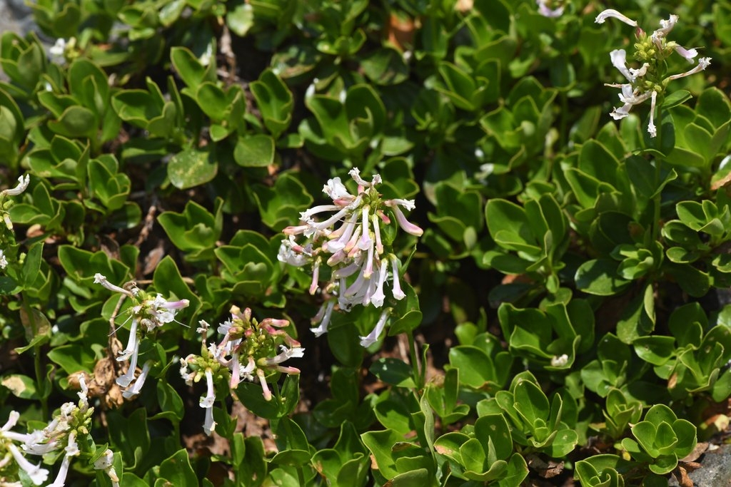 Penstemon tracyi