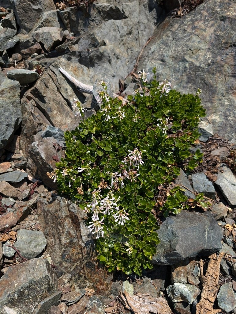 Penstemon tracyi