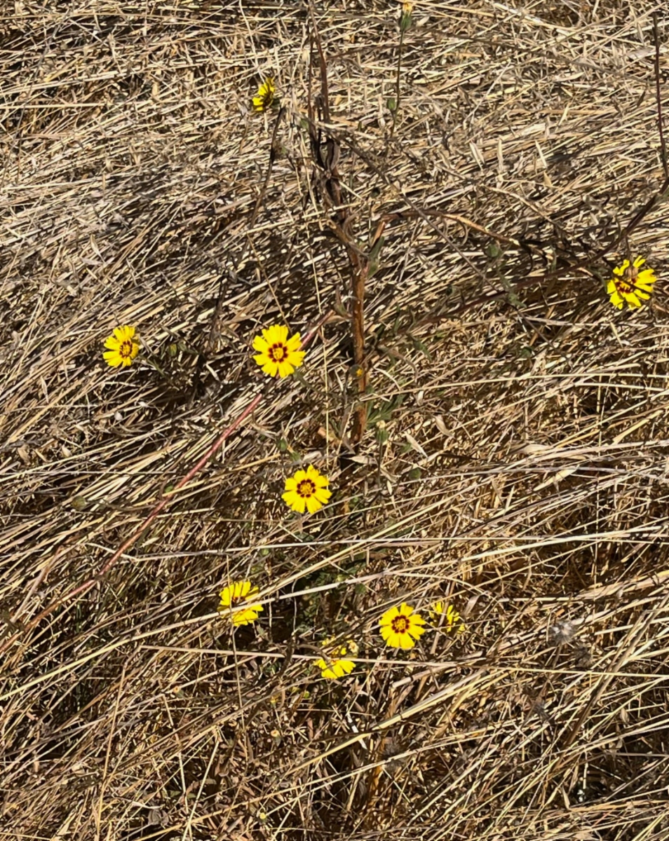 Madia elegans