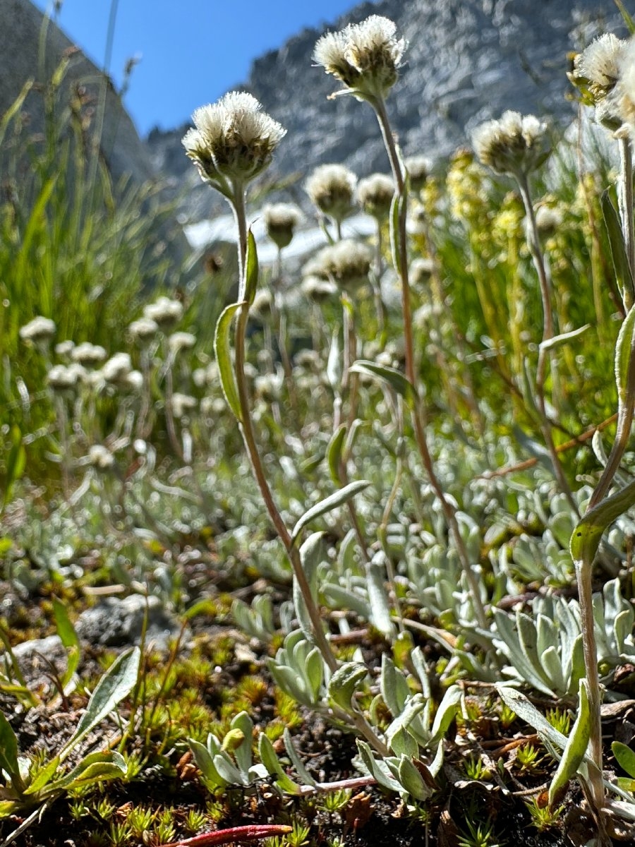 Antennaria media