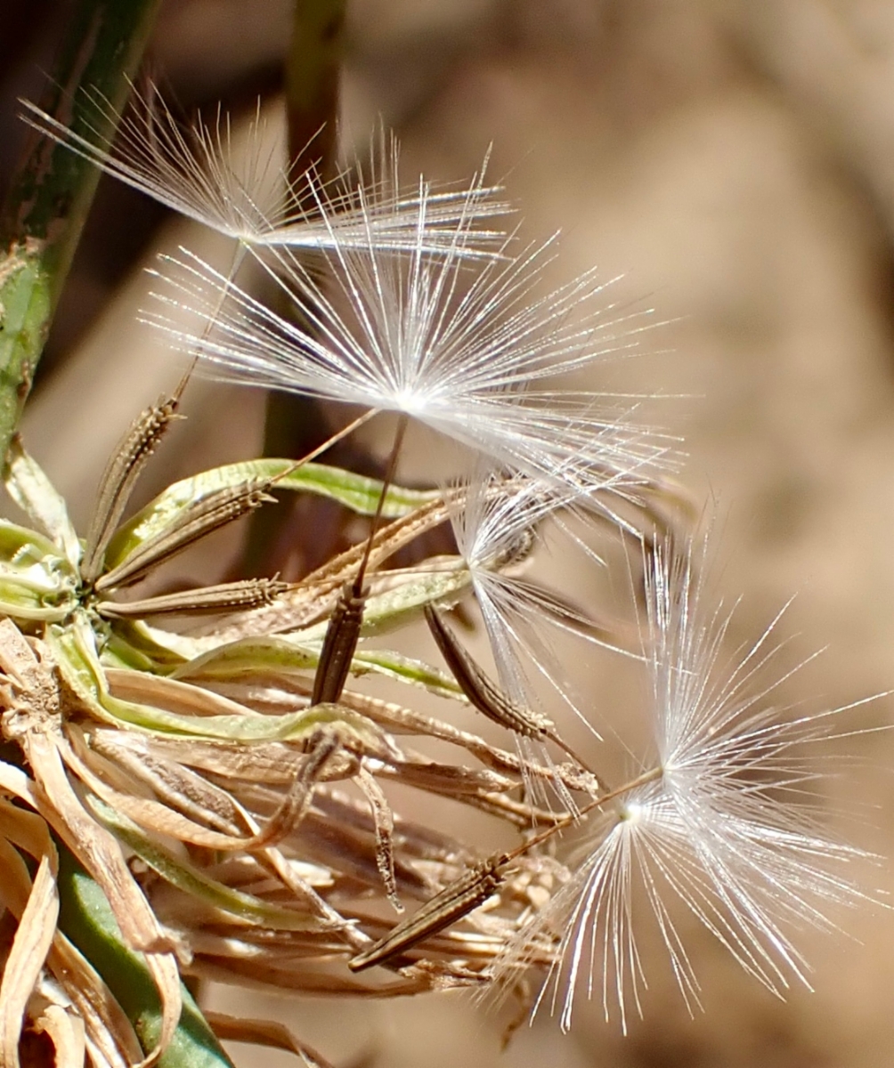 Chondrilla juncea