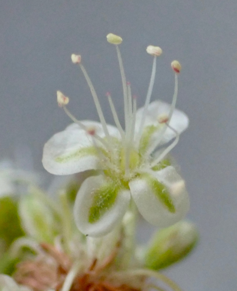 Eriogonum nudum var. nudum