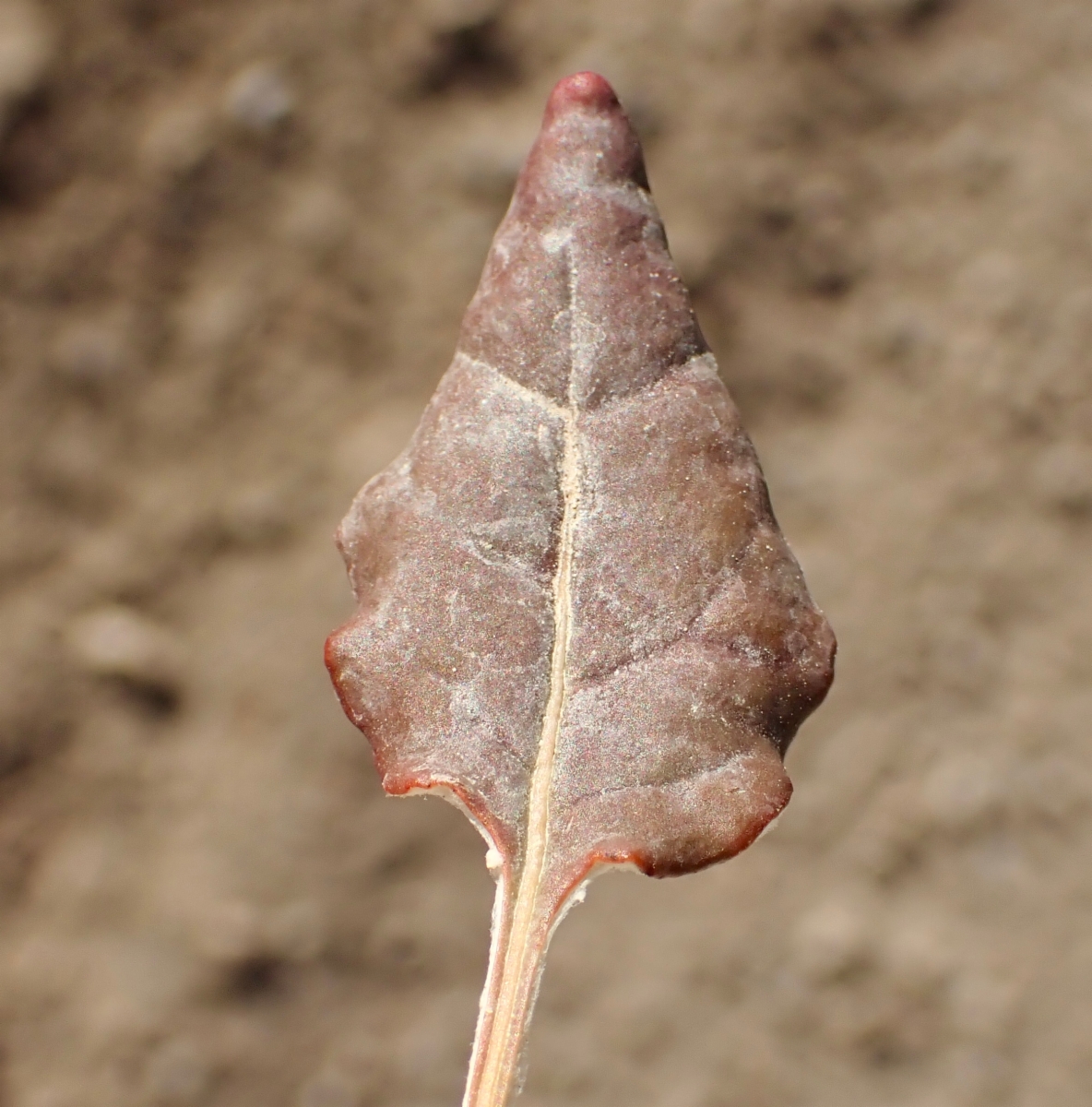 Eriogonum nudum var. nudum