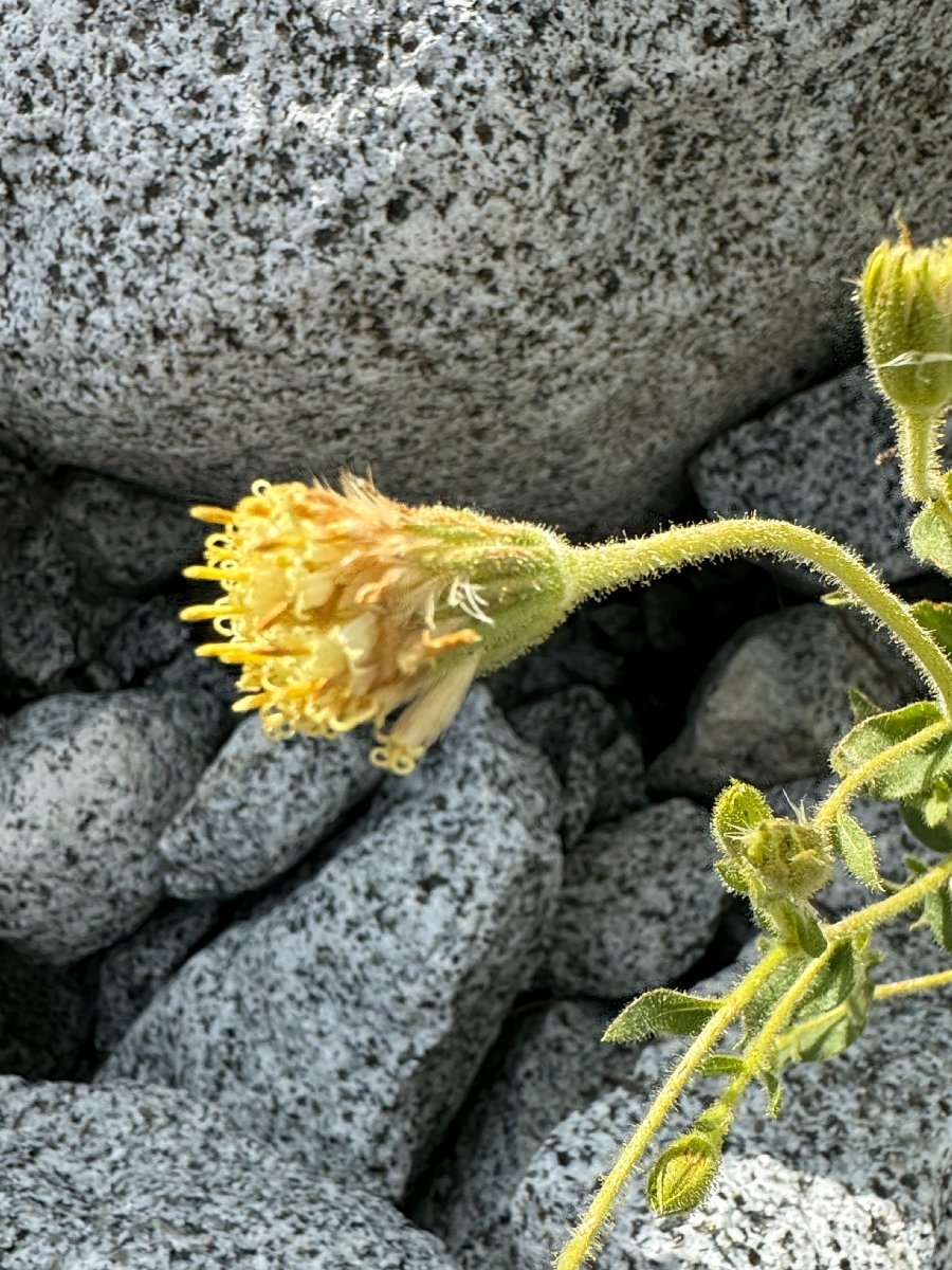 Arnica viscosa