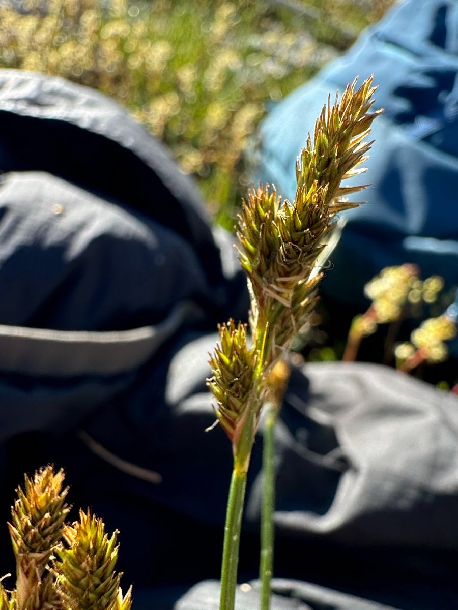 Carex preslii