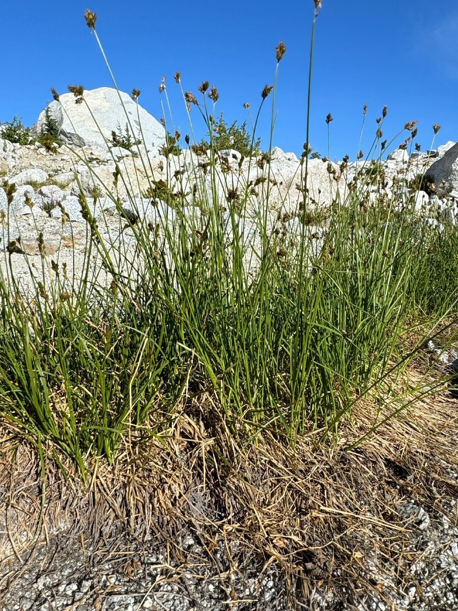 Carex preslii