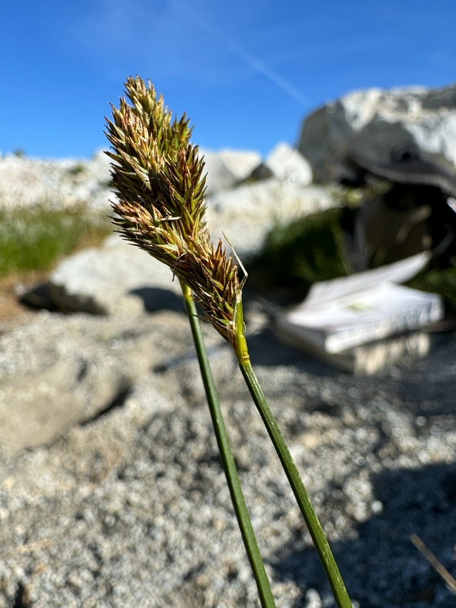 Carex preslii