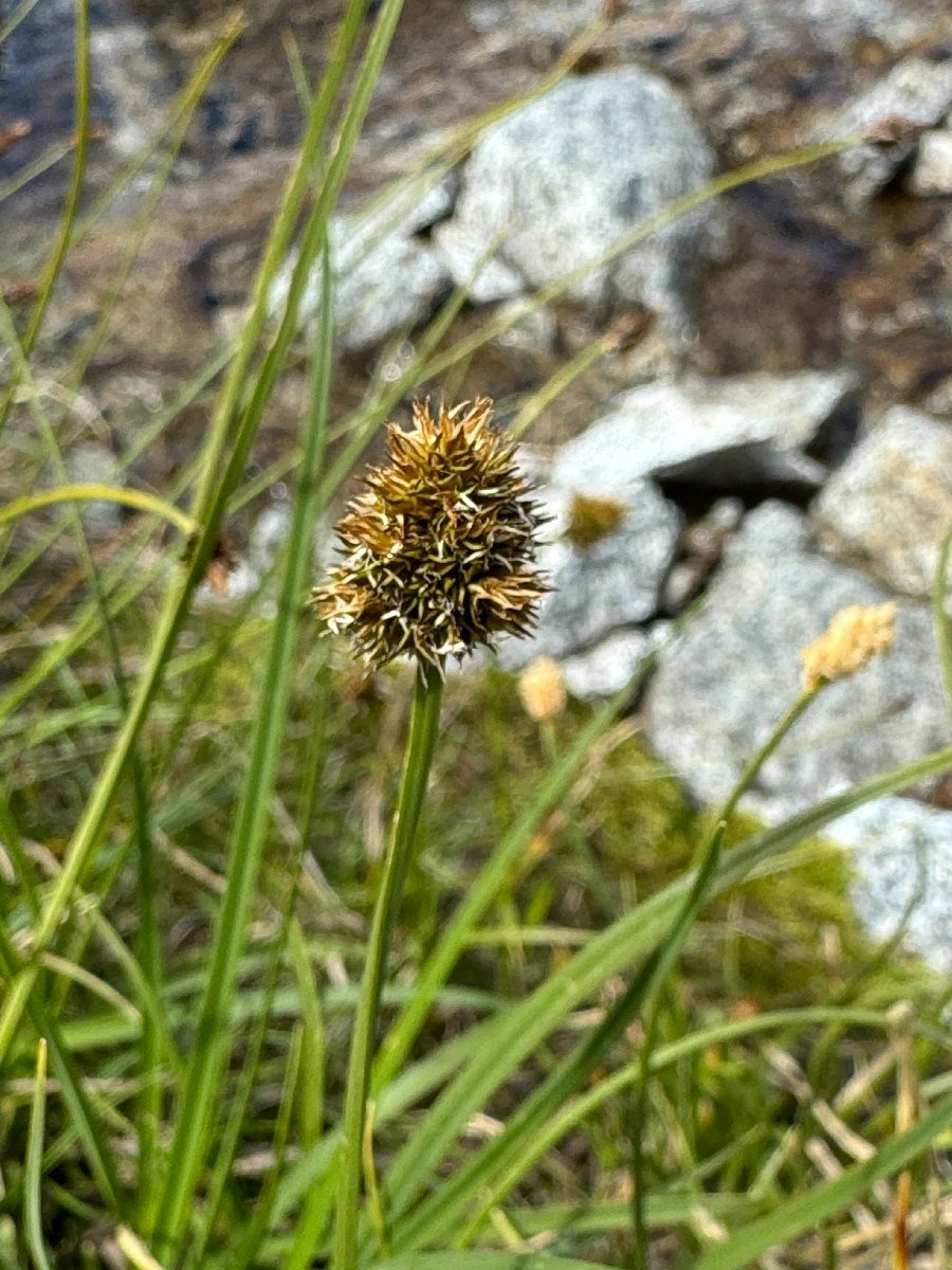 Carex vernacula