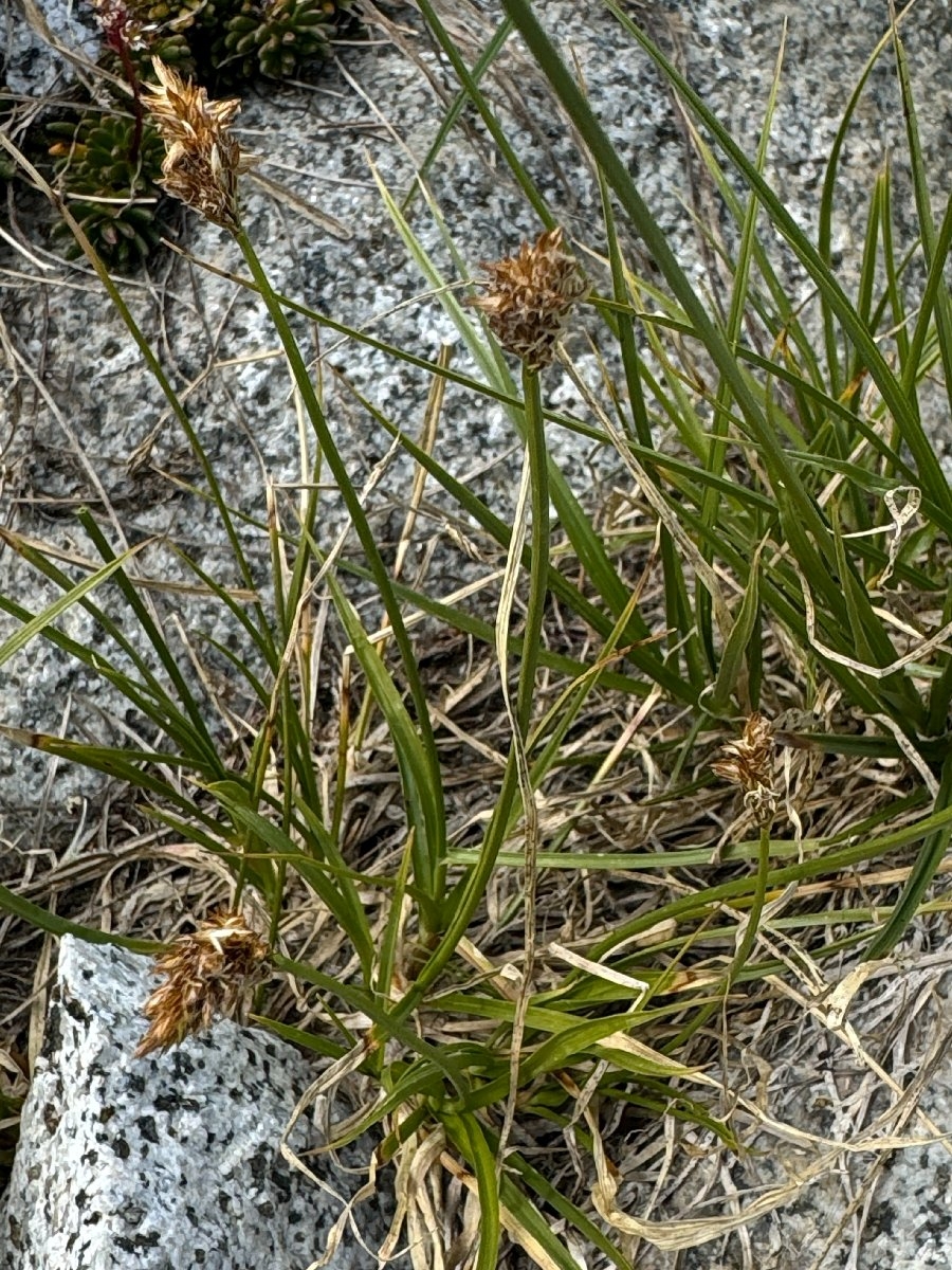 Carex vernacula