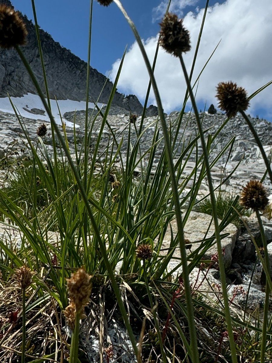 Carex vernacula