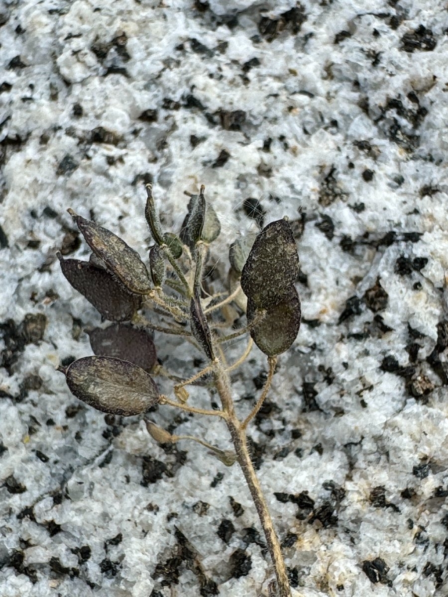 Draba howellii