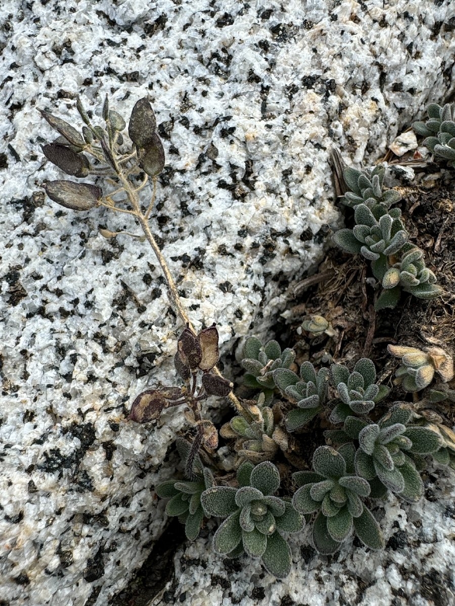 Draba howellii