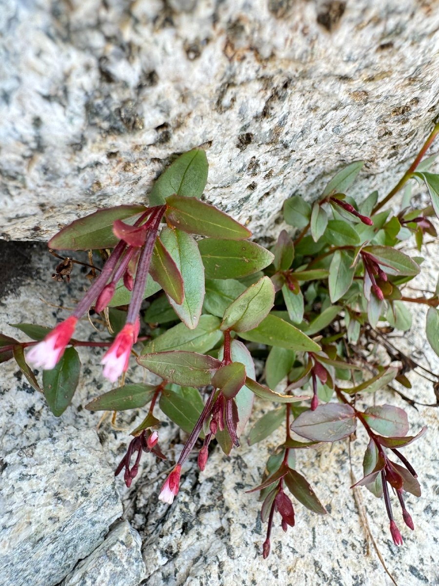 Epilobium clavatum