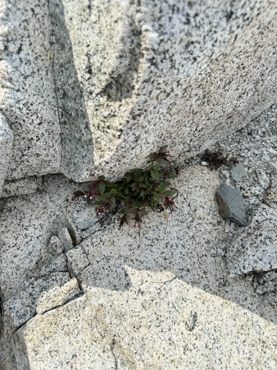 Epilobium clavatum