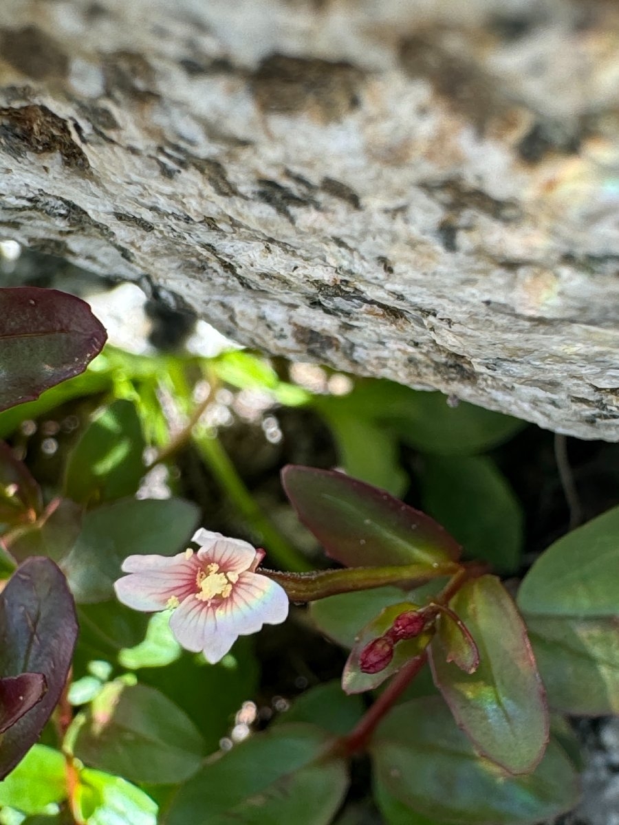 Epilobium clavatum