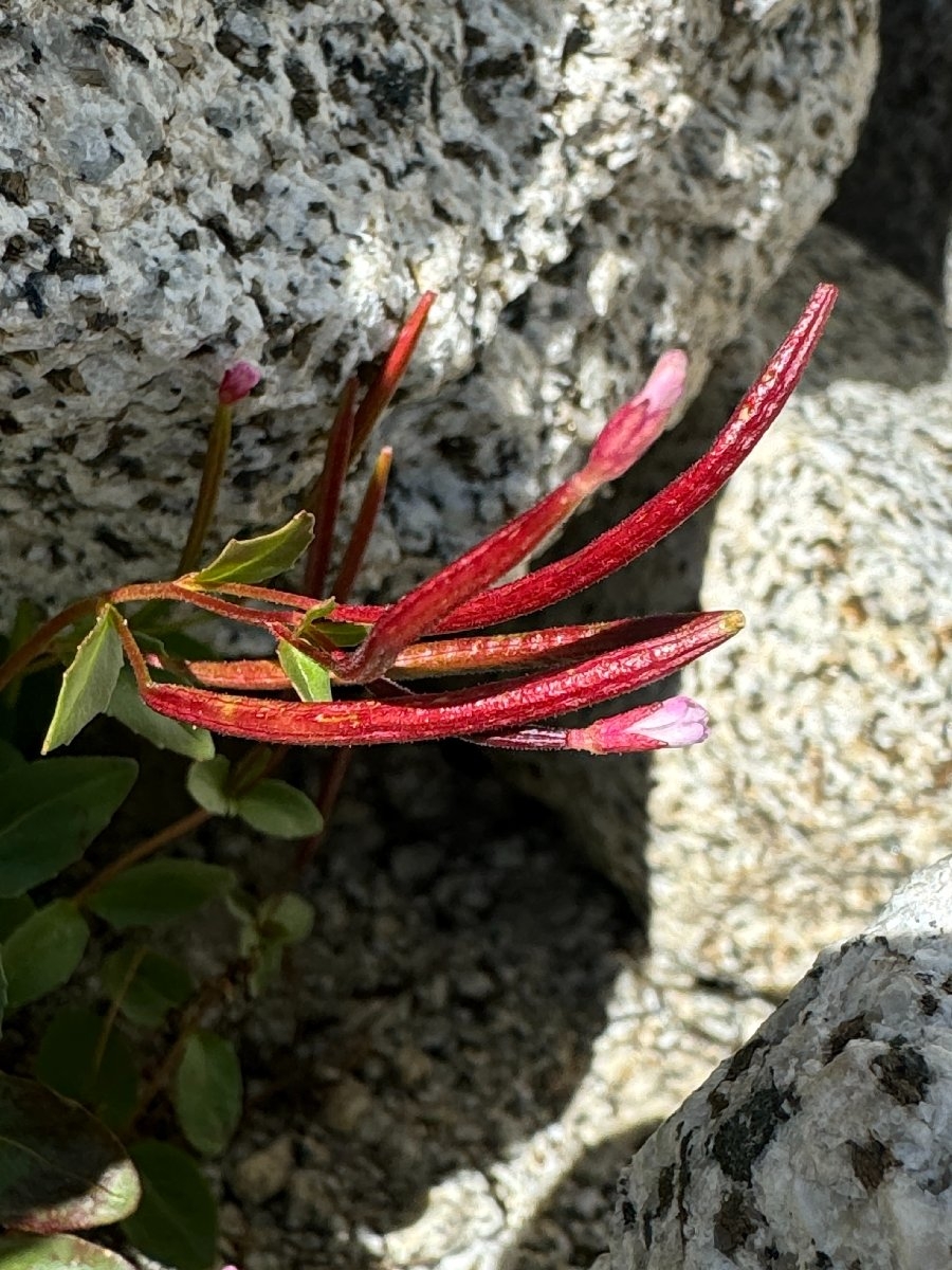 Epilobium clavatum