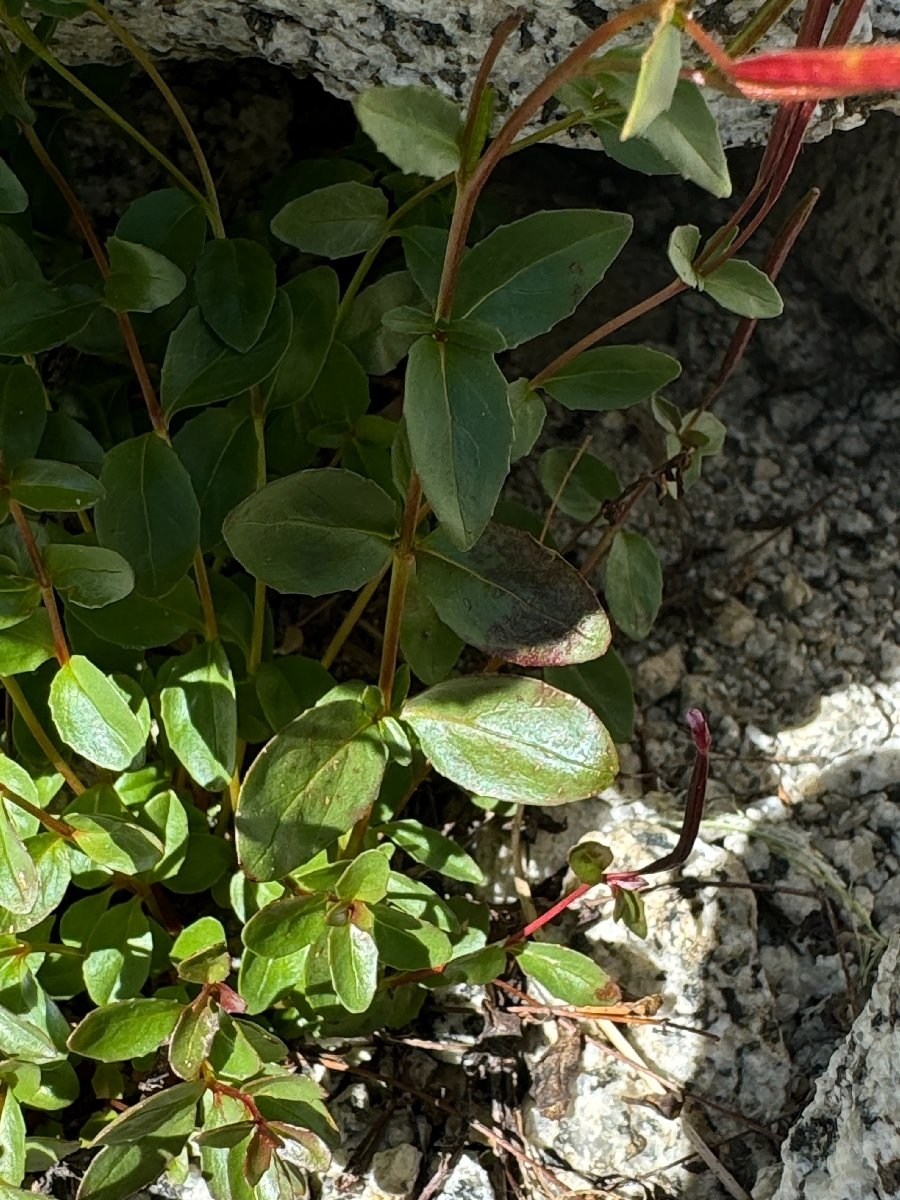 Epilobium clavatum