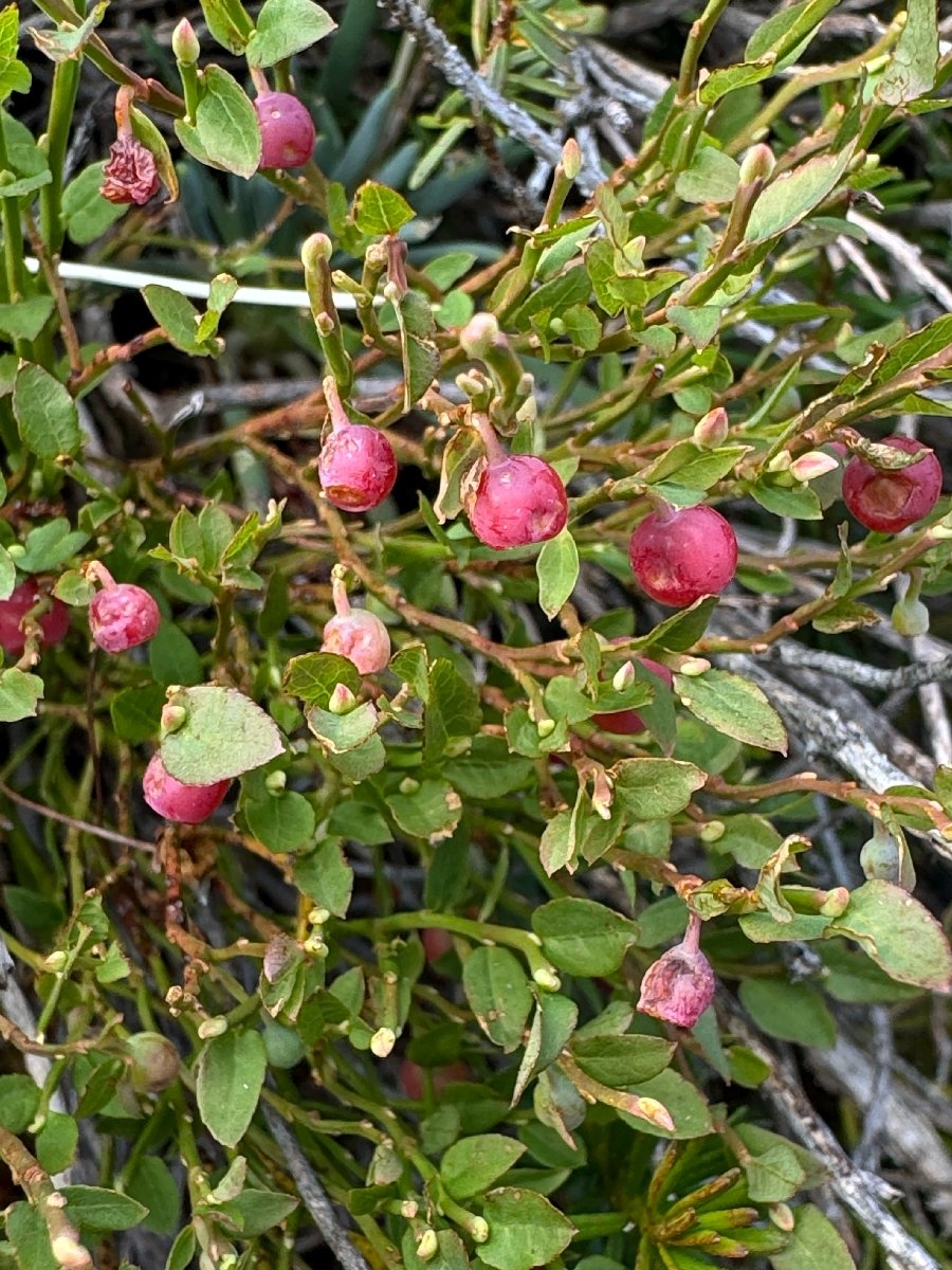 Gaultheria humifusa