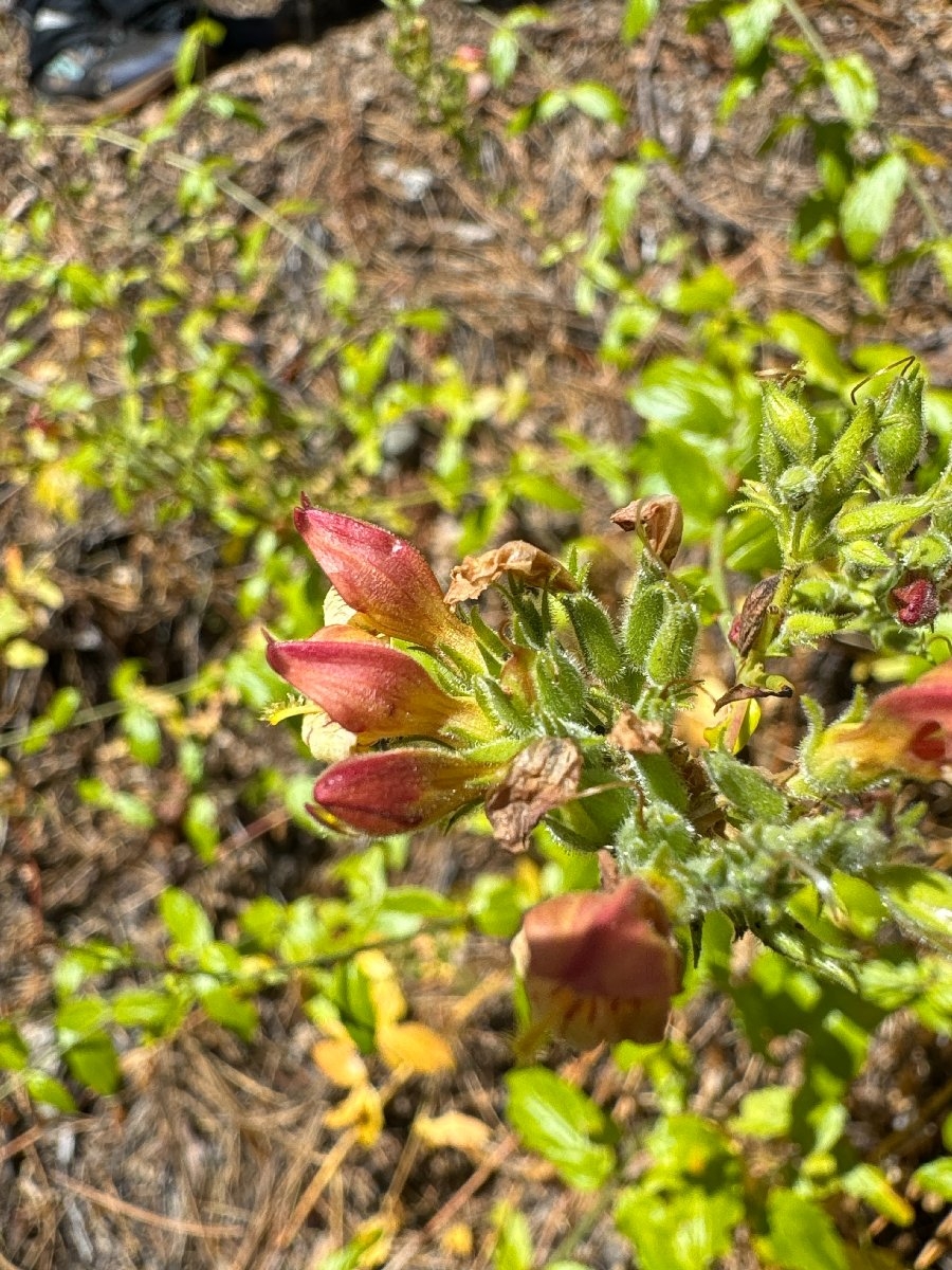 Keckiella lemmonii