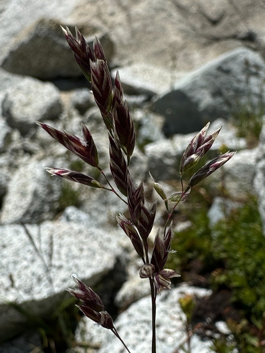 Poa cusickii ssp. epilis