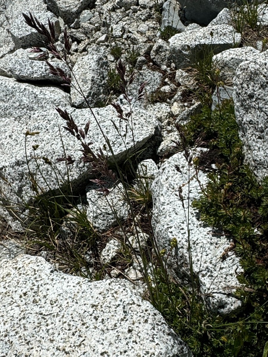 Poa cusickii ssp. epilis