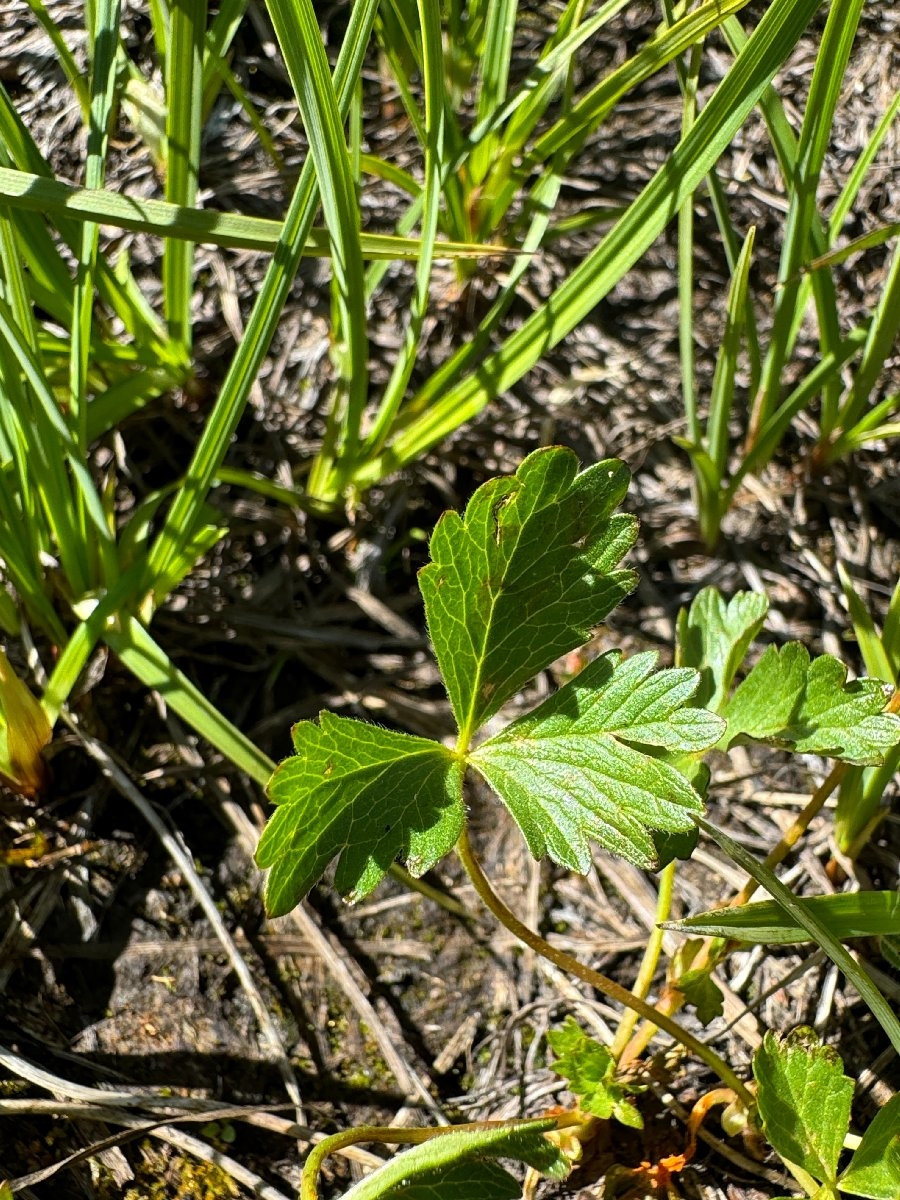 Potentilla flabellifolia