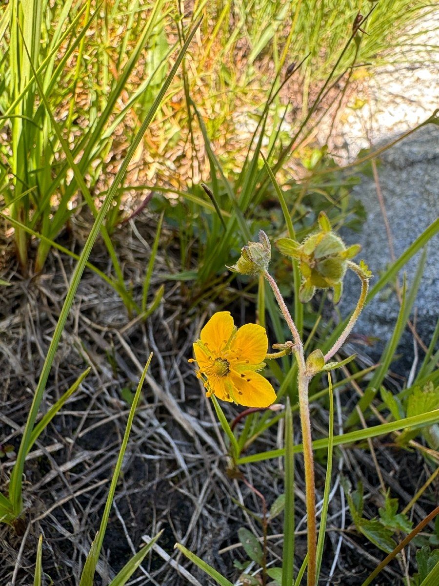 Potentilla flabellifolia