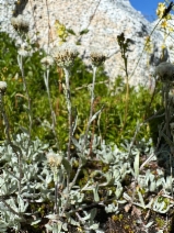 Antennaria alpina