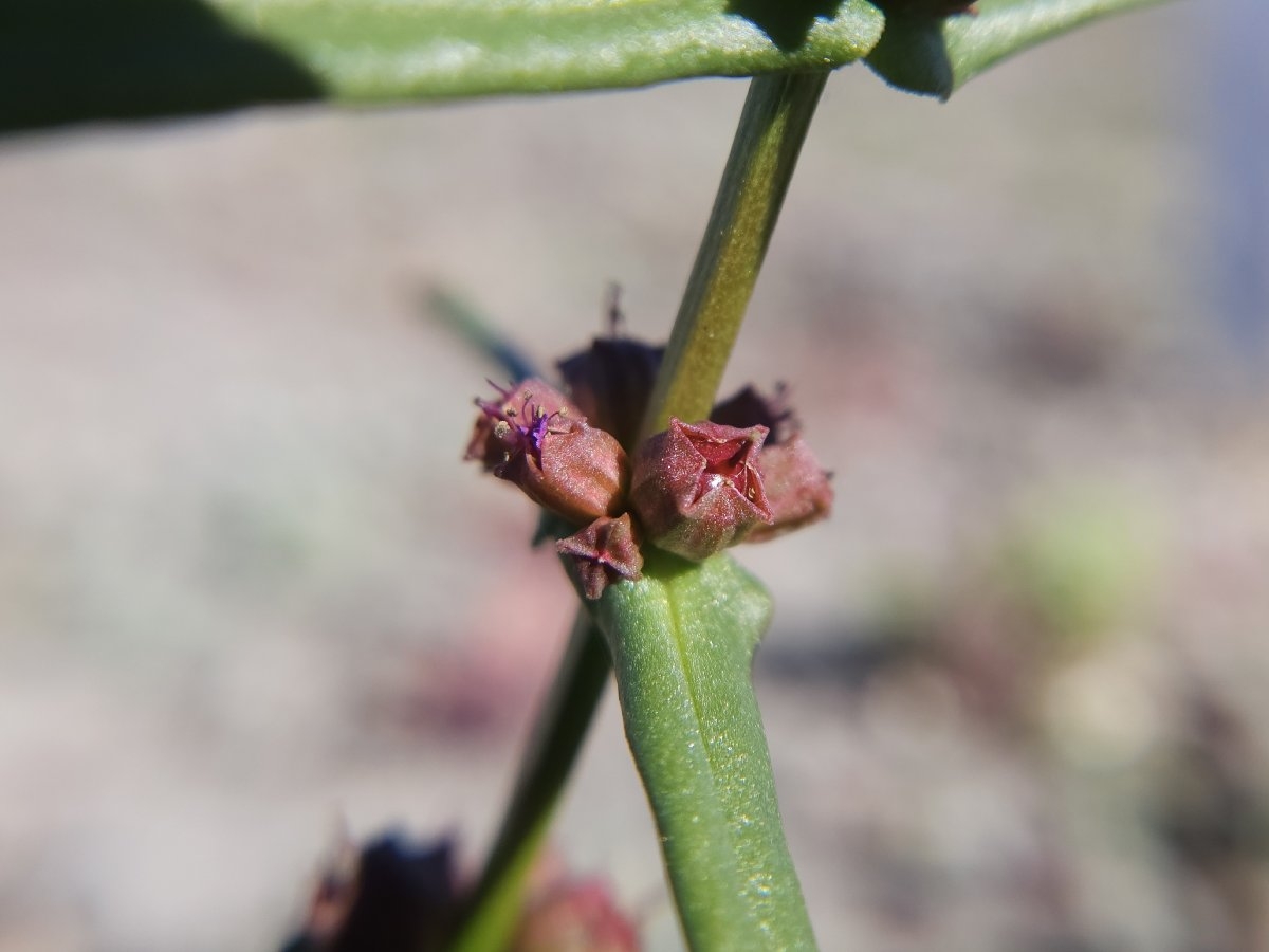 Ammannia coccinea