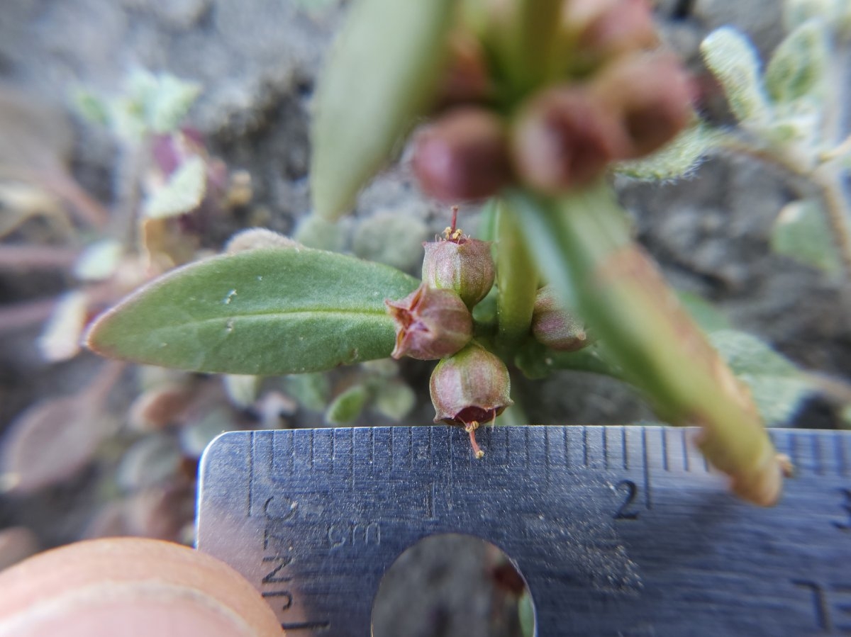 Ammannia coccinea