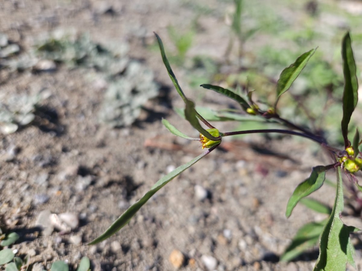 Bidens frondosa