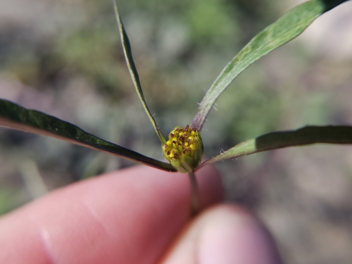 Bidens frondosa