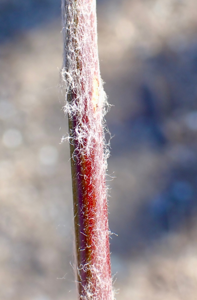 Eriogonum roseum