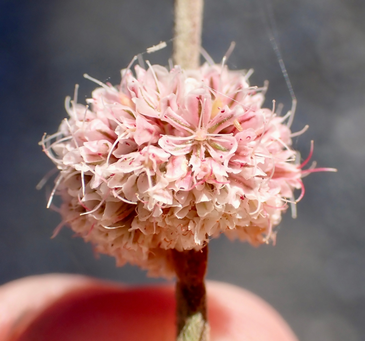 Eriogonum roseum