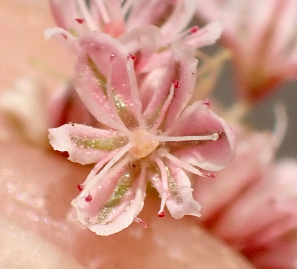 Eriogonum roseum