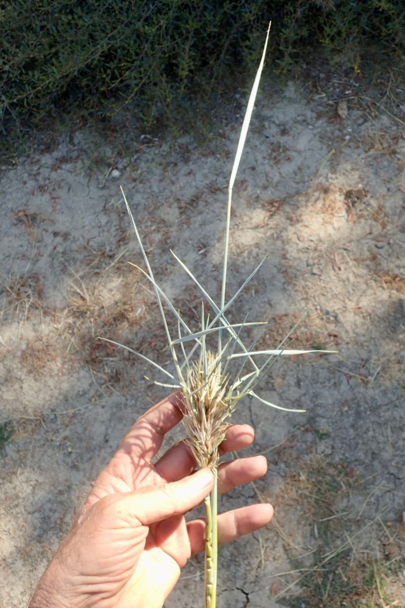 Elymus mollis