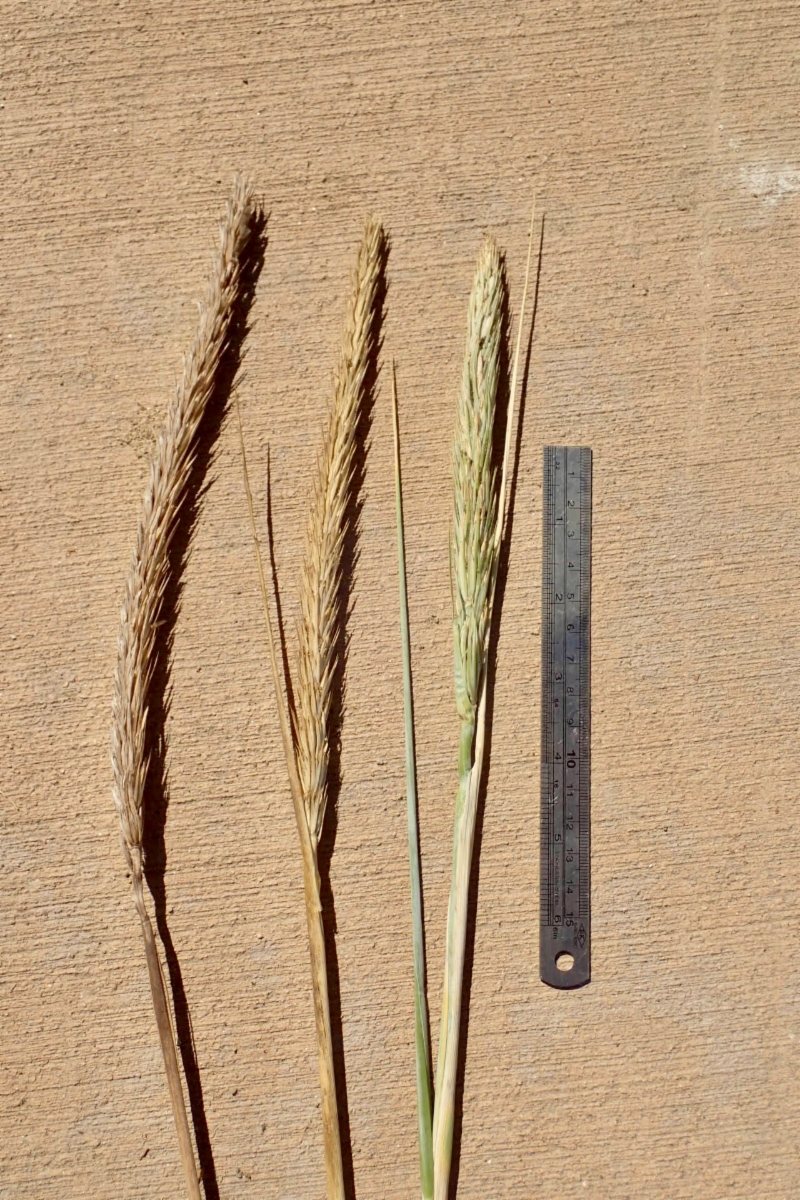 Elymus mollis