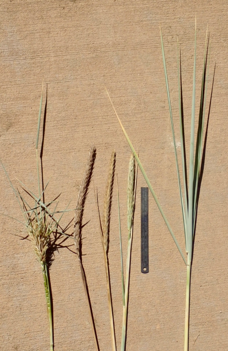 Elymus mollis