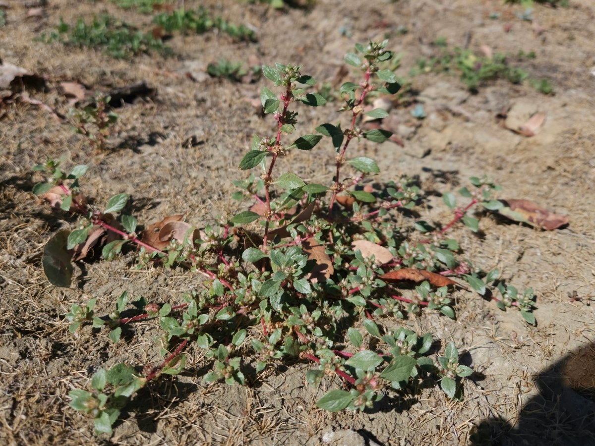 Bergia texana