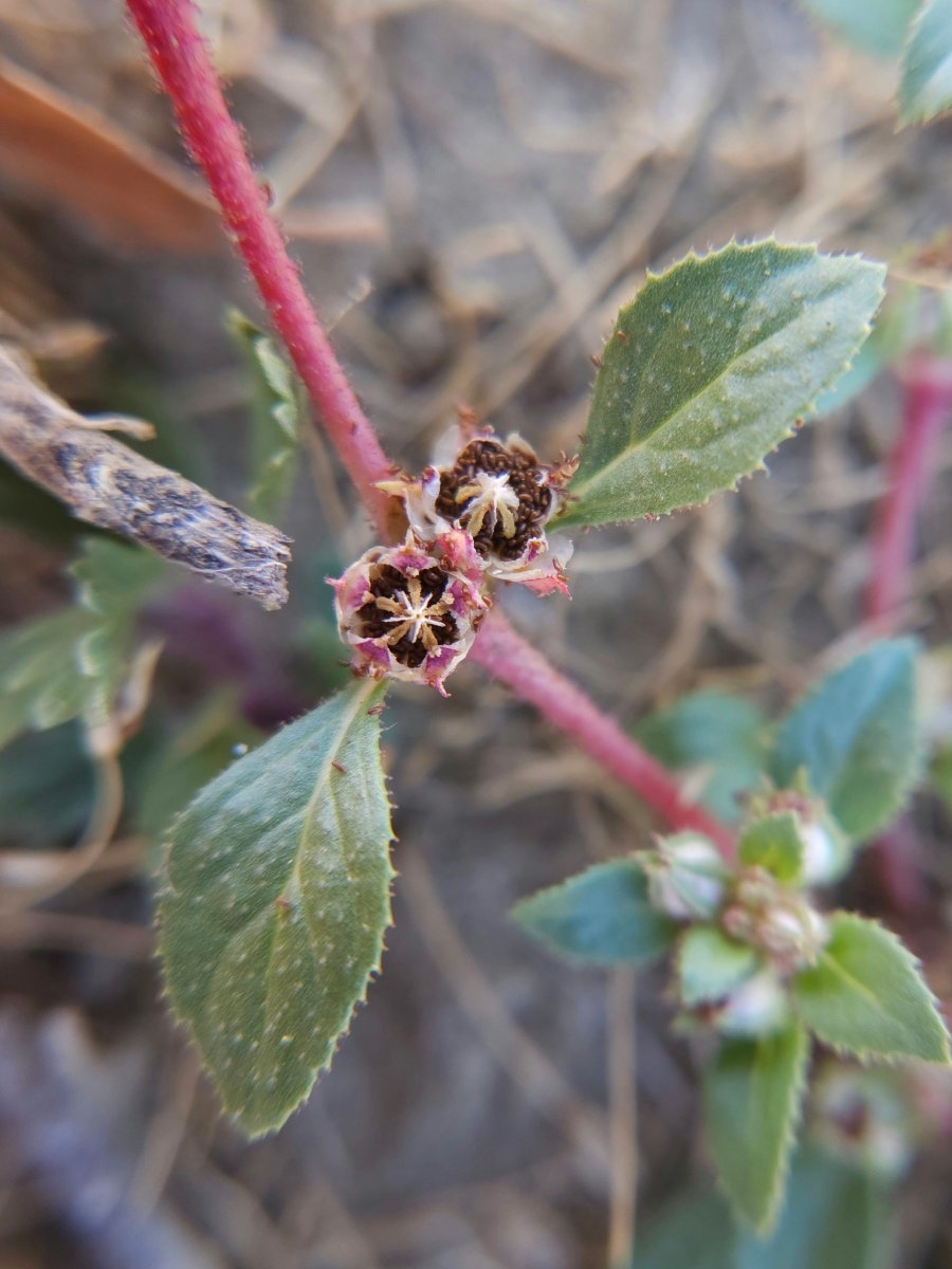 Bergia texana